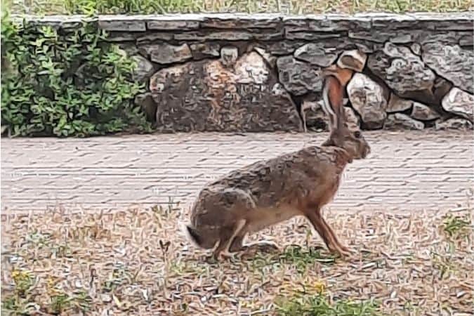 Hase