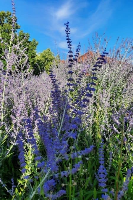 Lavendel